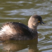 Least Grebe
